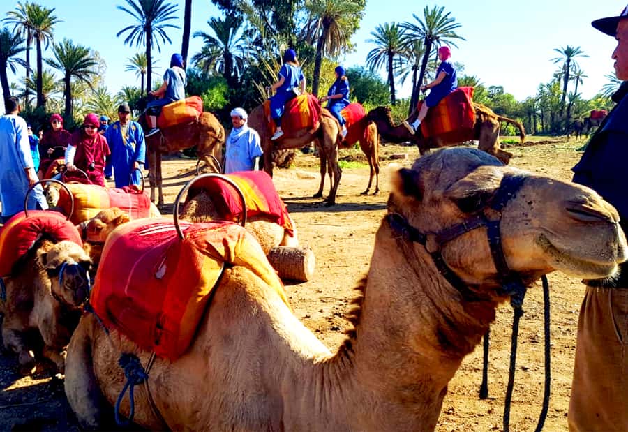 Marrakech: Half-Day Tour with Buggy Ride, Camel Ride and Spa - The camel ride near Marrakech