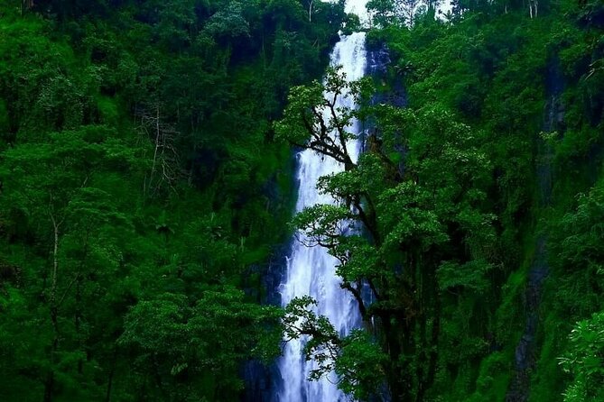 Materuni waterfall - coffee tour OR Chemka hot spring Tour - Turning coffee beans into a drink