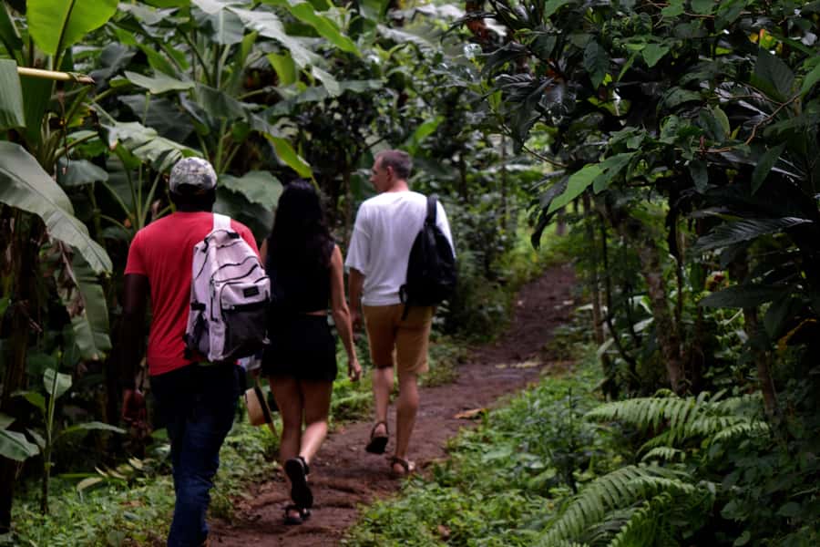 Materuni Waterfalls, Chemka Hot Springs, &/Or Coffee Tour - Coffee made from bean to cup