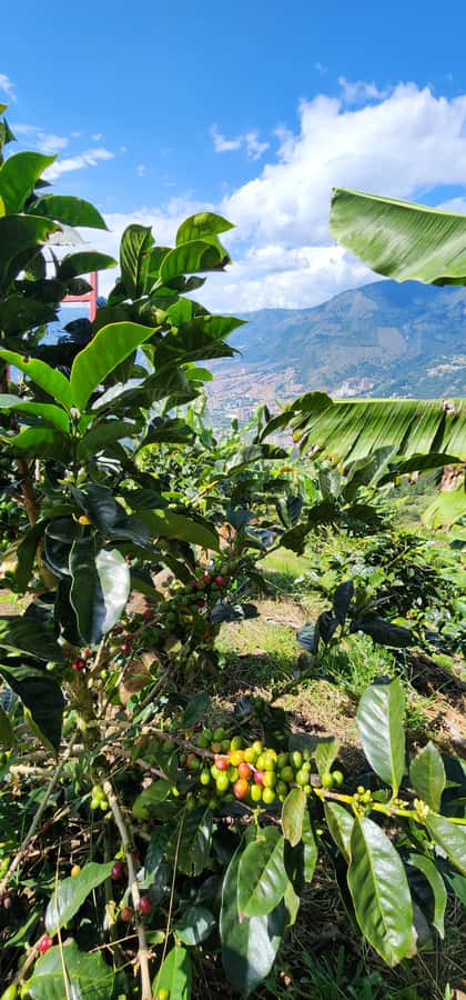 Medellin: Coffee Farm Tour & Spa with Overnight Glamping - What the Price Means