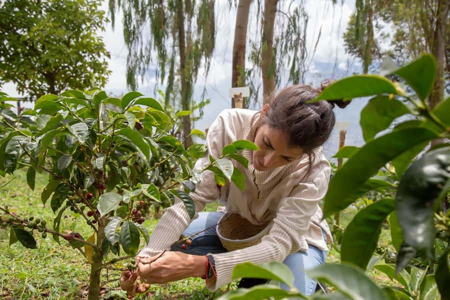 Medellin: Horseback Riding Coffee Farm Tour with Coffee Spa - From Arví Station into the Antioquian hills