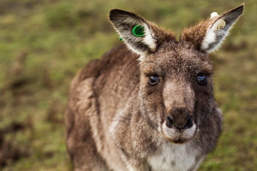 Melbourne: Mornington Peninsula & Hot Springs Tour 8 pax max - What the $184 price really covers