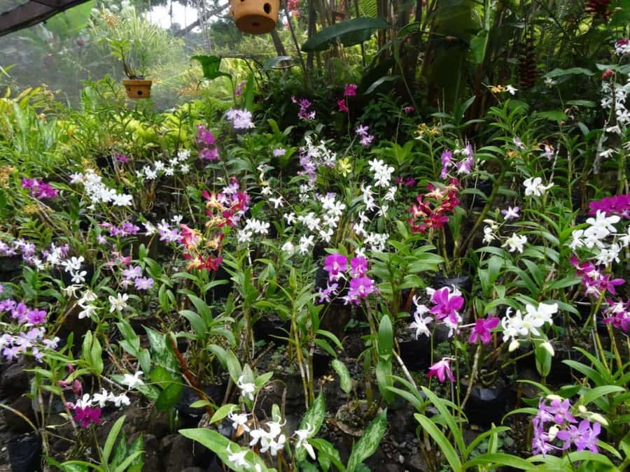 Nadi: Garden Village Hot Spring & Temple Highlights Tour - Key points before you book