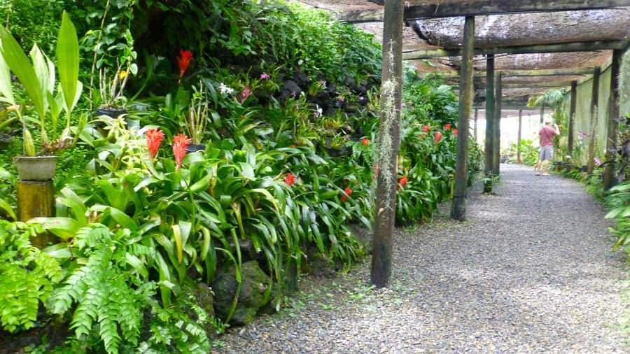 Nadi: Garden Village Hot Spring & Temple Highlights Tour - Walking through the Garden of the Sleeping Giant