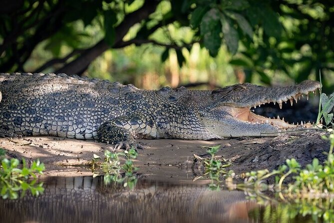 Nitmiluk National Park & Katherine Hot Springs - Full Day Tour - The 6:30 a.m. start and long road from Darwin
