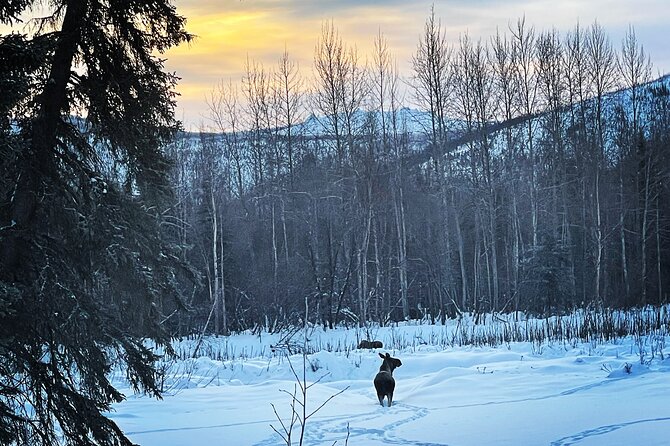 Northern Lights at Chena Hot Springs - The Ice Museum is a separate choice