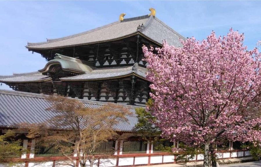 Osaka: Nara and Uji Day Trip with Deer Park and Hot Spring - Why the deer at Nara Park are worth the early start
