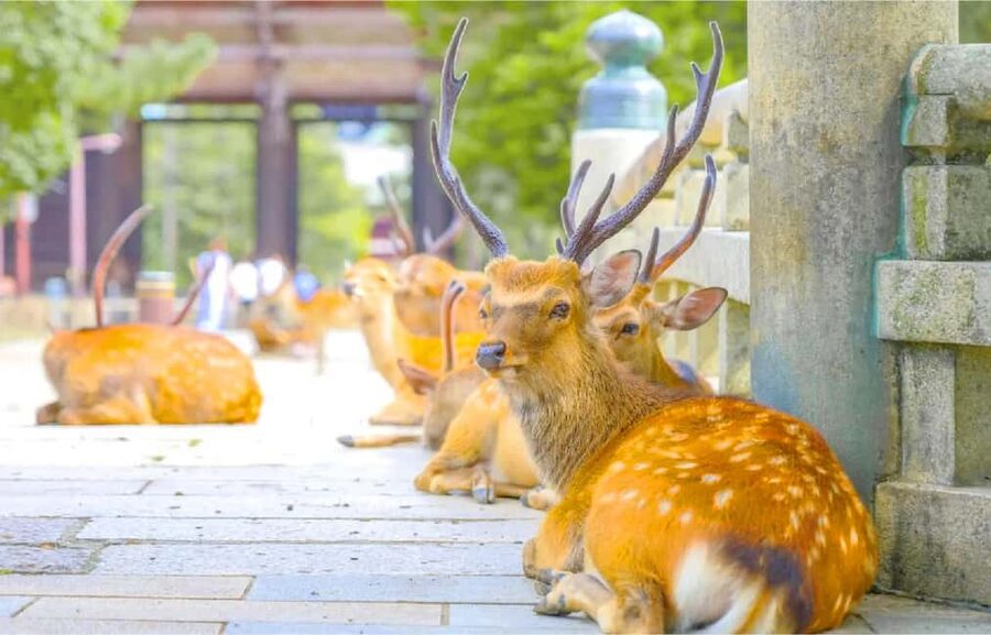 Osaka: Nara and Uji Day Trip with Deer Park and Hot Spring - Guides, group size, and the pace of the day