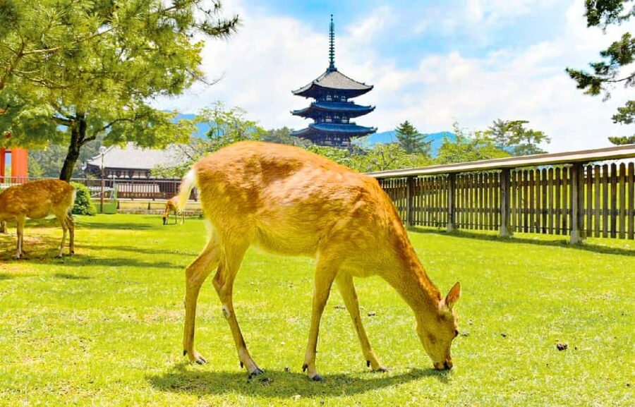 Osaka: Nara and Uji Day Trip with Deer Park and Hot Spring - Todai-ji and the Great Buddha