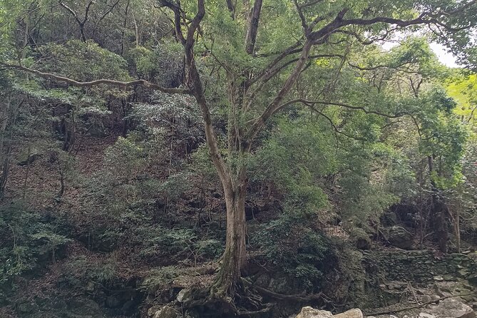 Osaka River Rapids Hike and Natural Hot Spring tour - Should you book the Settsukyo River Rapids and onsen tour?