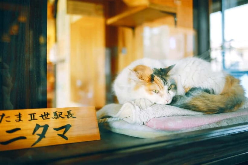 Osaka: Wakayama Cat Train, Seafood market, Hot Springs Tour - Toretore Onsen and the practical question of entry