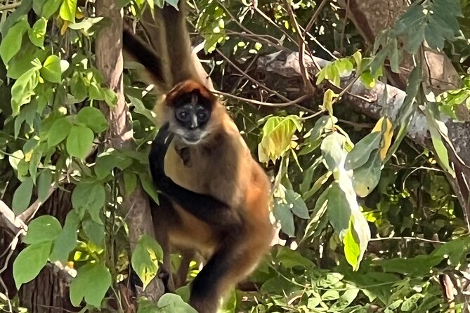 Paddle Boarding and Meditation Wellness Experience in Las Isletas - The Las Isletas route and its wildlife