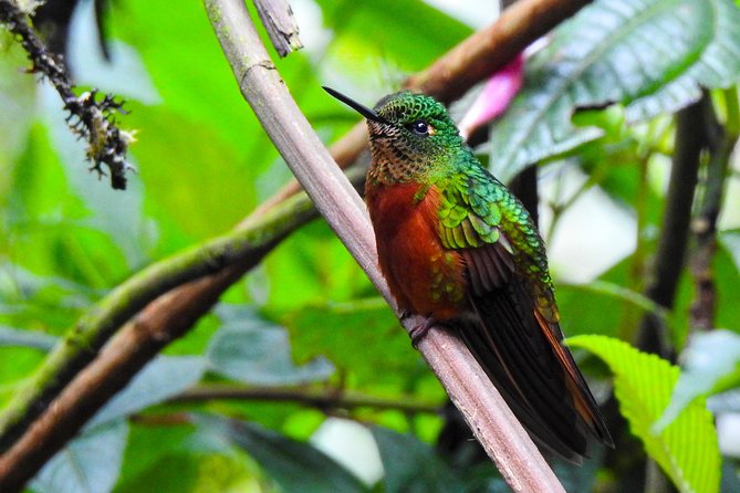 Papallacta Hot Springs & Guango Birding Reserve Private Tour - Should you book the Papallacta private tour?