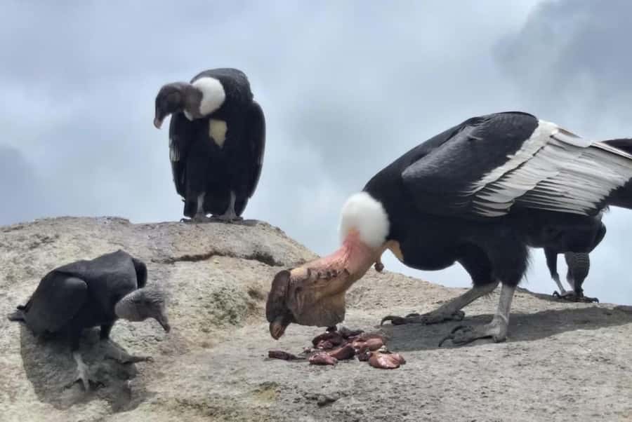 Popayan: Condor Watching in Purace + San Juan Hot Springs - Climbing through Cauca’s farming country