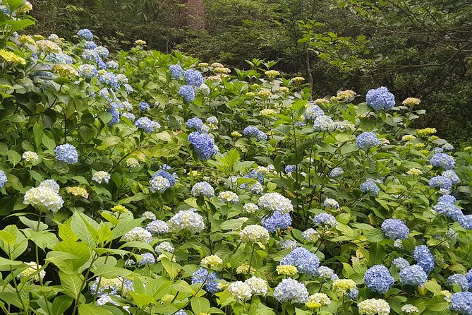 Private Car Day Trip to the Kobe Mountains, Gardens and Hot Springs from Osaka - Which Kind of Visitor Will Enjoy This Most?