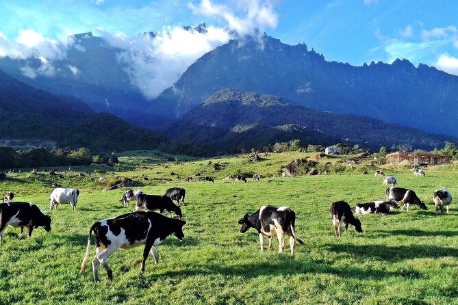Private Desa Dairy Farm, Kinabalu National Park, Hot Spring & Canopy Walk Tour - A full day from pasture to rainforest