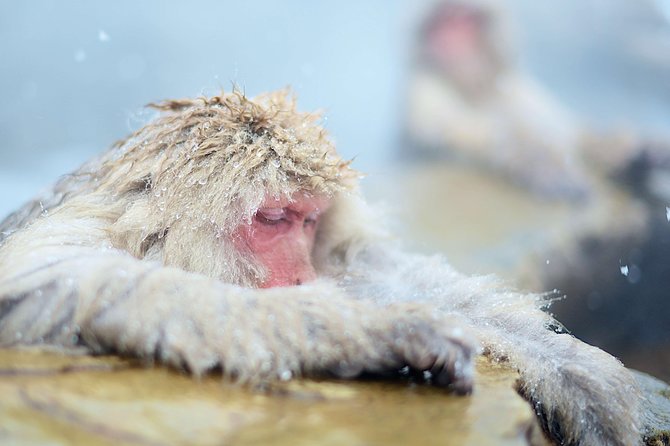 Private Nagano 1-Day Tour:Snow Monkeys,Zenko-ji,Obuse,Sake,Onsen - What private transport changes