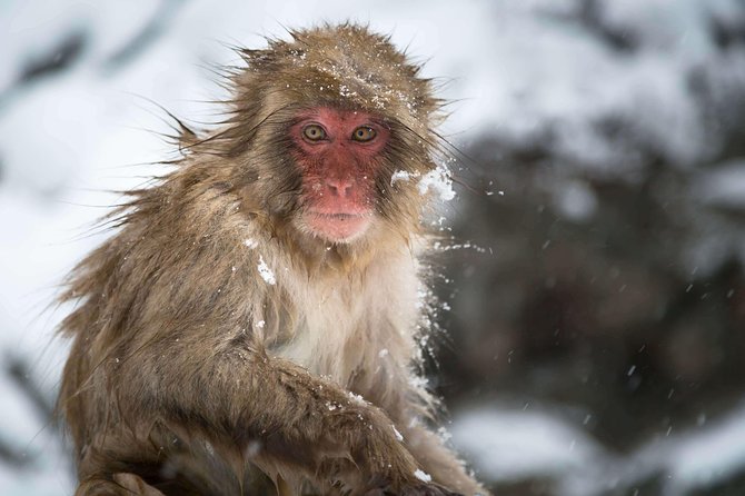 Private Nagano 1-Day Tour:Snow Monkeys,Zenko-ji,Obuse,Sake,Onsen - Guides can turn a fixed day into your day