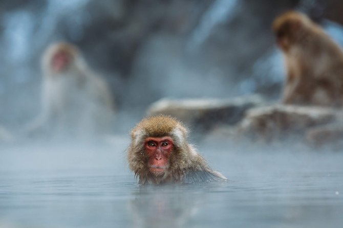 Private Nagano 1-Day Tour:Snow Monkeys,Zenko-ji,Obuse,Sake,Onsen - Who should book this Nagano day