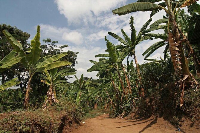 Private Tour to Marangu Waterfalls, Chagga Caves, Coffee tour & Hot Springs - Chagga caves and the taste of banana beer