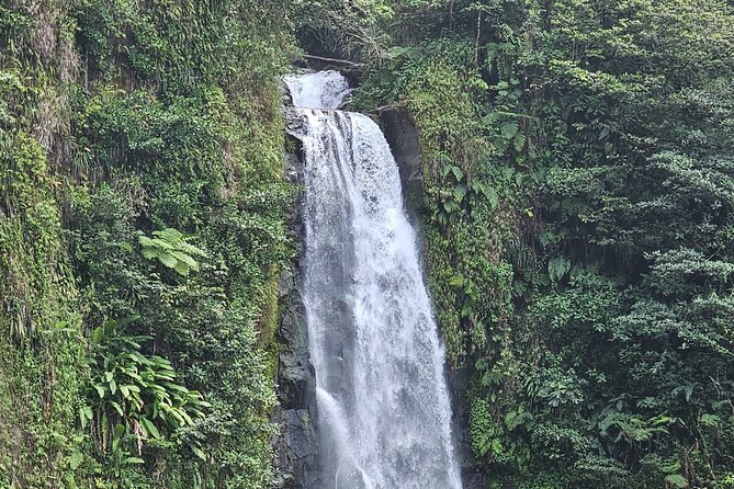 Relax in Hot Springs and swim in Titou Gorge and Trafalgar Falls - A quick look at the botanical gardens