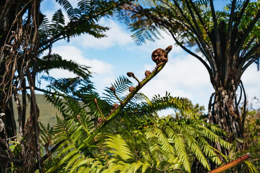 Rotorua: 'Thermal Path Tour' Geothermal half day Tour - The Waikite Valley soak