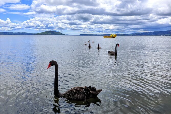 Rotorua: WaiOtapu & Redwood forest & Blues springs from Auckland - A two-hour pause in Rotorua