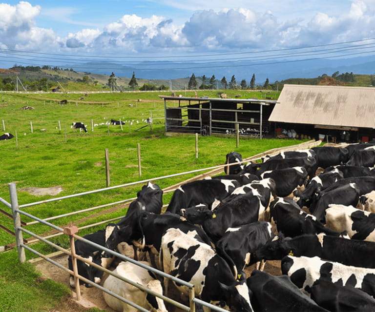 Sabah: Kinabalu Park, Hot Springs, and Cow Farm Day Tour - Key points to know before you book