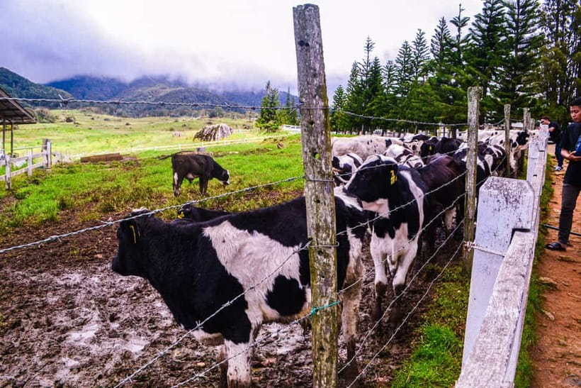 Sabah: Kinabalu Park, Poring Hot Springs & Desa Farm Tour - Poring Hot Springs without the canopy walk