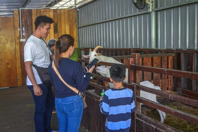 Sabah: Kinabalu Park, Poring Hot Springs & Desa Farm Tour - Desa Dairy Farm and the Little New Zealand comparison