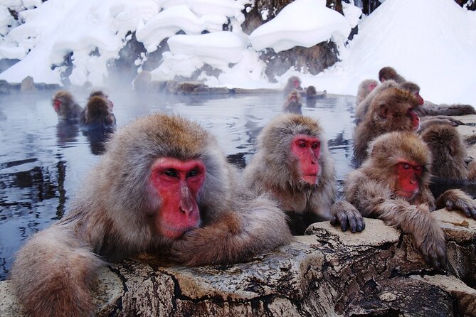 Snow Monkey Park, Soba Lunch and Shibu Onsen Tour - Key points to know before booking