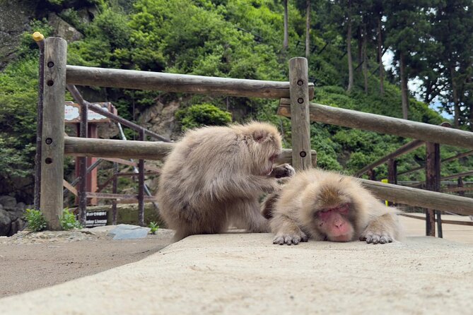 Snow Monkey Park, Soba Lunch and Shibu Onsen Tour - Entering Jigokudani Snow Monkey Park