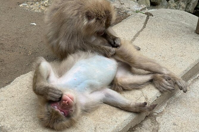 Snow Monkey Park, Soba Lunch and Shibu Onsen Tour - Who should book this experience?