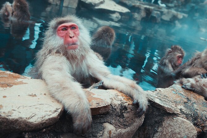 Snow Monkey & Shibu Onsen Afternoon Tour (Depart: Iiyama & Nozwa) - The snow monkeys are worth the effort