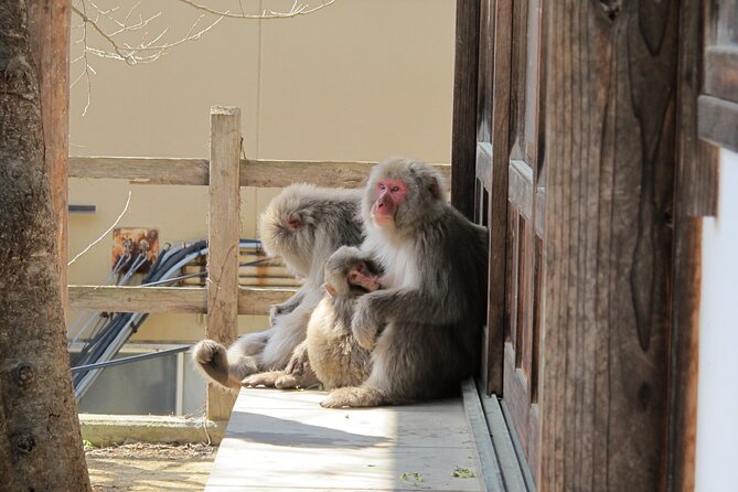 Snow Monkey & Shibu Onsen Afternoon Tour (Depart: Iiyama & Nozwa) - The Iiyama and Nozawa meeting points