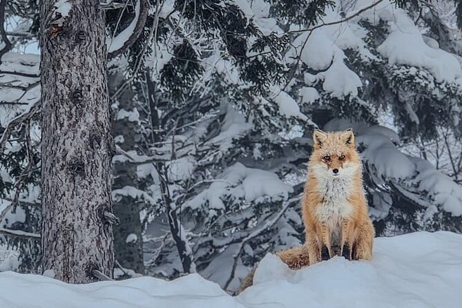 Snowshoe Adventures and Onsen Bliss Winter Escape in Furano - Morning snowshoeing or a headlamp night walk