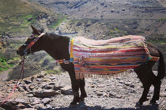 Special Excursion & Lunch at Kasbah Du Toubkal INCLUDING Mule Ride and Hammam - Lunch on the roof of Kasbah du Toubkal