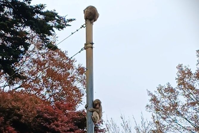 Tokyo: Mt Takao Tour with Ramen and Tattoo-Okay Hot Spring - Yakuo-in, statues, and mountain religion