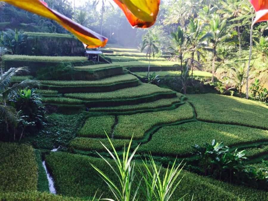 Ubud & Volcano Hot Springs Tours - What the $50 price really covers
