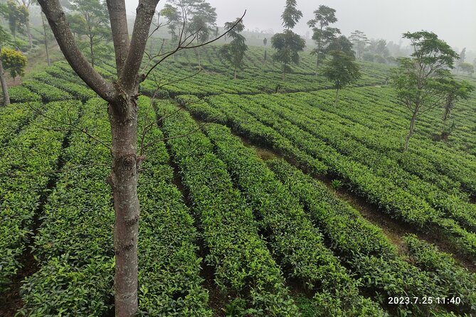 Volcano, Hot Spring, Tea Factory, rice fields and Coffee Tour - Rice fields and a village stop in Subang