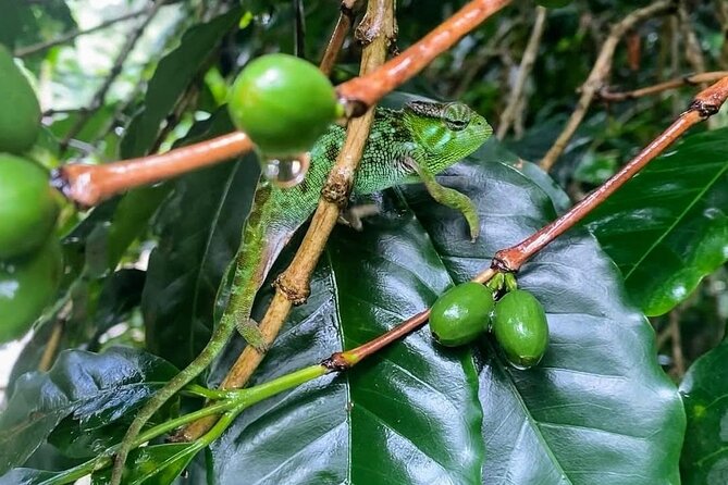 Waterfall, coffee tour & hot springs - lunch and drinks included - Who will get the most from this day