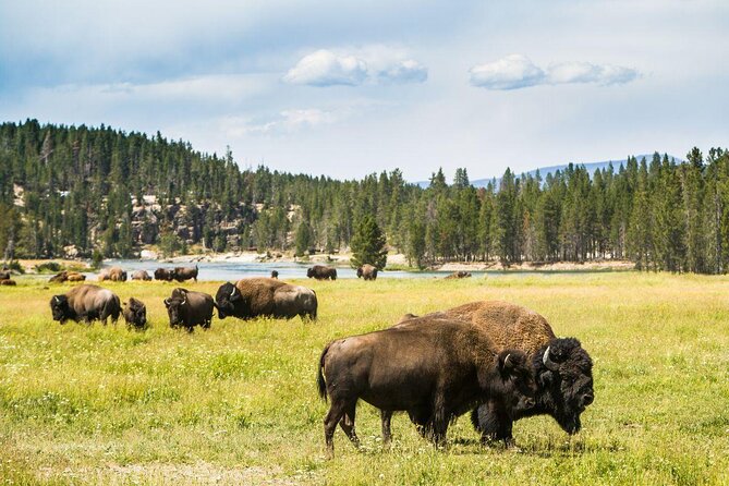 Yellowstone Lower Loop Tour | Wildlife & Hot Springs | PRIVATE - An early start from West Yellowstone
