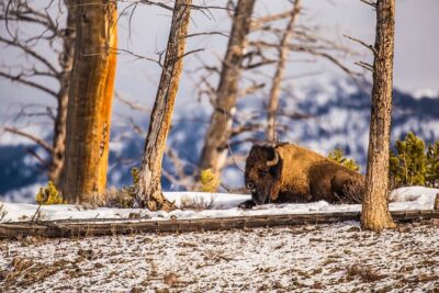 Yellowstone Lower Loop Tour | Wildlife & Hot Springs | PRIVATE