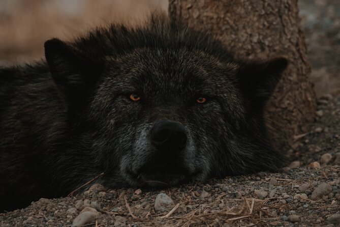 Yellowstone Lower Loop Tour | Wildlife & Hot Springs | PRIVATE - Firehole Canyon and a short scenic drive