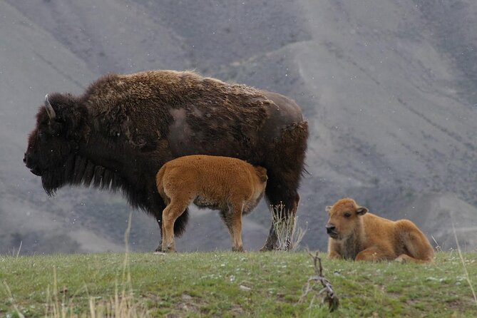 Yellowstone Lower Loop Tour | Wildlife & Hot Springs | PRIVATE - Hayden Valley with binoculars ready