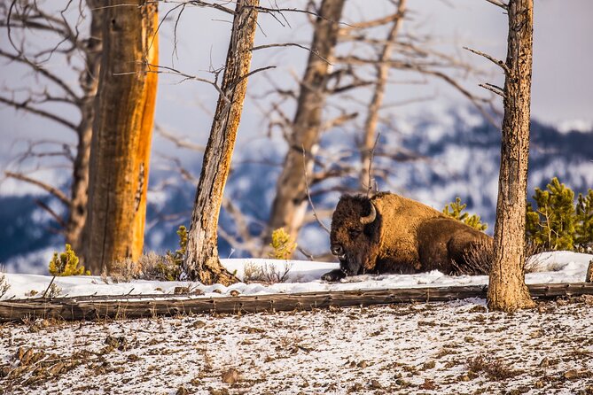 Yellowstone Lower Loop Tour | Wildlife & Hot Springs | PRIVATE - Grand Prismatic Spring from boardwalk and overlook