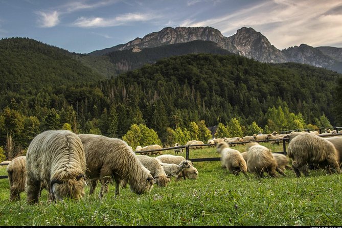 Zakopane & Thermal Springs: Private Tour - Two and a half hours at Chocholowskie Termy